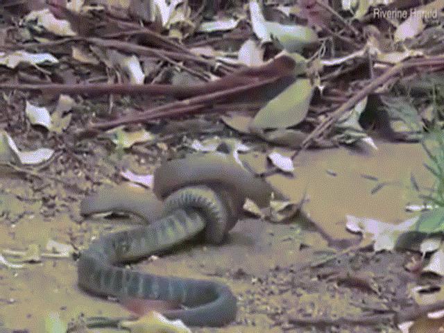 Video: Rắn hổ kịch độc bị rắn nâu khuất phục, nuốt chửng