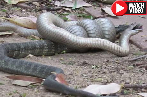 Video: Rắn hổ kịch độc bị rắn nâu khuất phục, nuốt chửng - 1