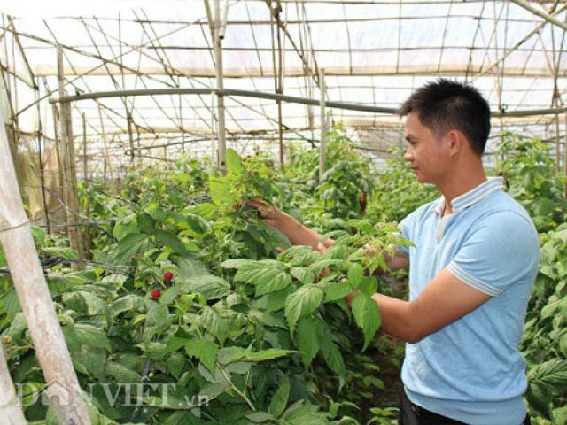 Thị trường - Tiêu dùng - Bỏ lương 7 triệu, về quê trồng "siêu thực phẩm", thu gần 1 tỷ