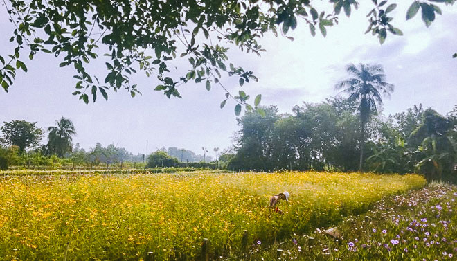 Không thể tin nổi giữa Sài Gòn có cánh đồng hoa đẹp đến thế! - 1
