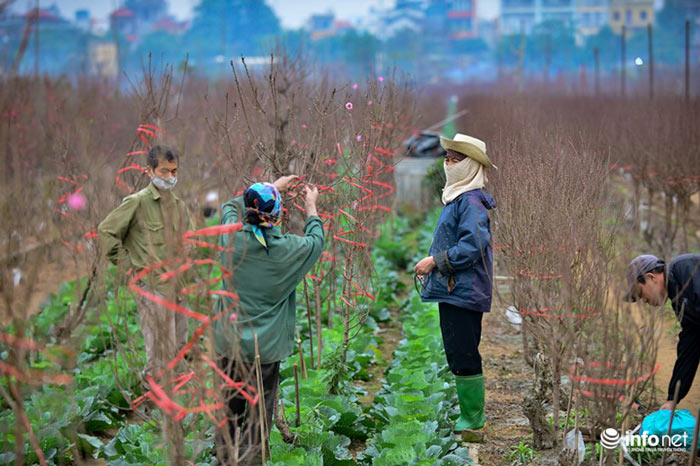 Đào Nhật Tân khoe sắc xuống phố đón Tết sớm - 10