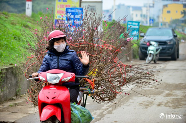 Đào Nhật Tân khoe sắc xuống phố đón Tết sớm - 14