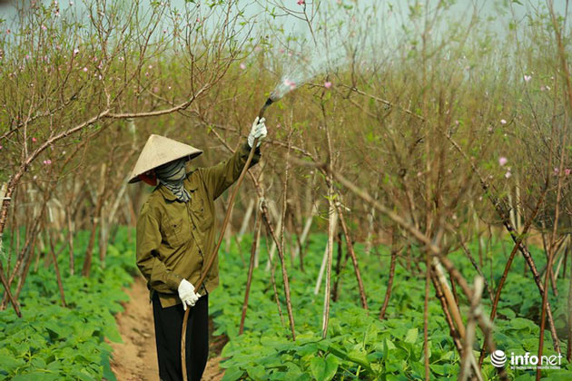 Đào Nhật Tân khoe sắc xuống phố đón Tết sớm - 2