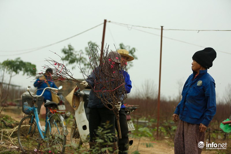 Đào Nhật Tân khoe sắc xuống phố đón Tết sớm - 3