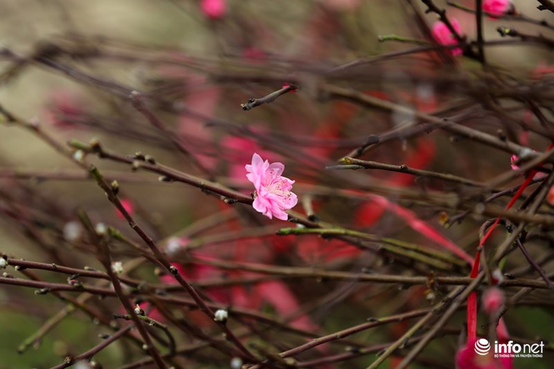 Đào Nhật Tân khoe sắc xuống phố đón Tết sớm - 4