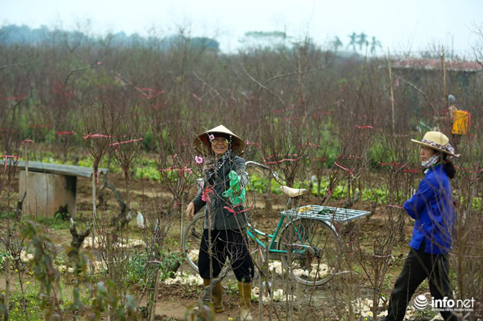 Đào Nhật Tân khoe sắc xuống phố đón Tết sớm - 5