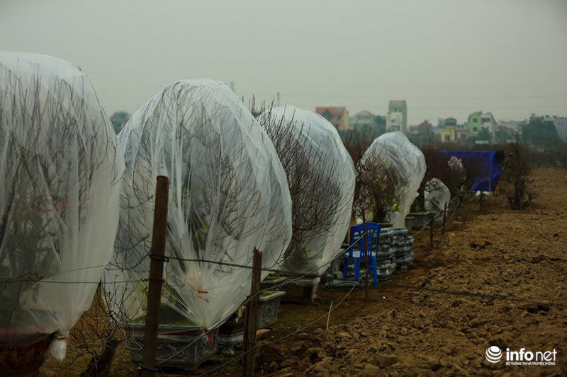 Đào Nhật Tân khoe sắc xuống phố đón Tết sớm - 6