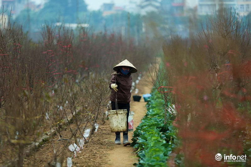 Đào Nhật Tân khoe sắc xuống phố đón Tết sớm - 7