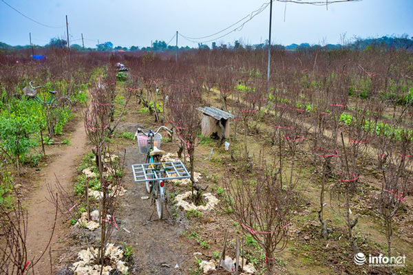 Đào Nhật Tân khoe sắc xuống phố đón Tết sớm - 8