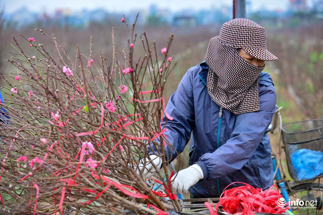 Đào Nhật Tân khoe sắc xuống phố đón Tết sớm - 9
