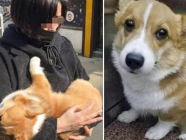 Phi thường - kỳ quặc - Cô gái TQ bắt cóc chó, ném từ tầng 6 xuống đất