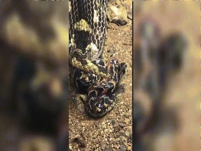 Video: Kinh ngạc cảnh rắn khổng lồ đẻ liền một lúc 57 con