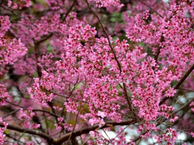 Du lịch - Đà Lạt nhuộm hồng sắc hoa mai anh đào