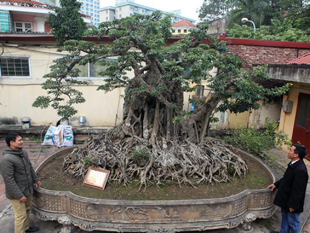 Tin tức trong ngày - Chiêm ngưỡng sanh cổ trồng chậu có bộ rễ "khủng" nhất Việt Nam