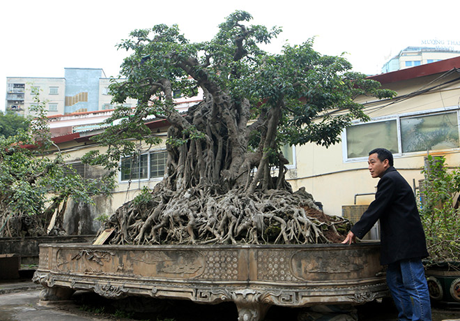 Chiêm ngưỡng sanh cổ trồng chậu có bộ rễ "khủng" nhất Việt Nam - 3