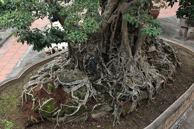 Chiêm ngưỡng sanh cổ trồng chậu có bộ rễ "khủng" nhất Việt Nam - 2