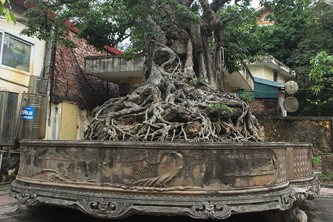 Chiêm ngưỡng sanh cổ trồng chậu có bộ rễ "khủng" nhất Việt Nam - 7
