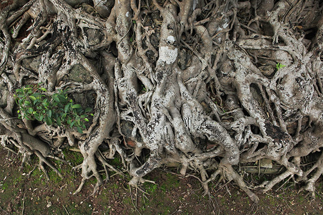 Chiêm ngưỡng sanh cổ trồng chậu có bộ rễ "khủng" nhất Việt Nam - 9