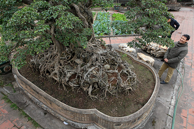 Chiêm ngưỡng sanh cổ trồng chậu có bộ rễ "khủng" nhất Việt Nam - 8