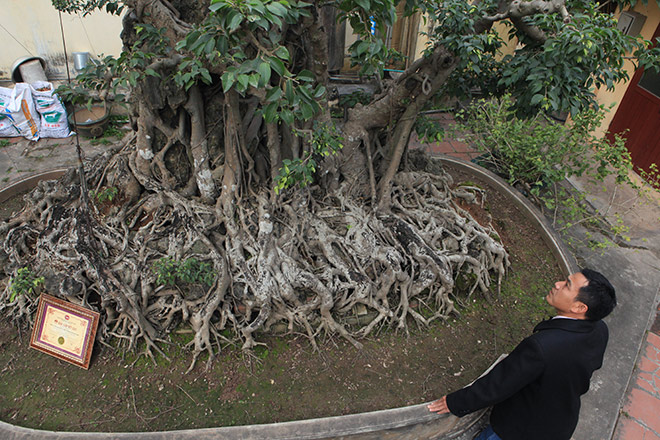 Chiêm ngưỡng sanh cổ trồng chậu có bộ rễ "khủng" nhất Việt Nam - 4