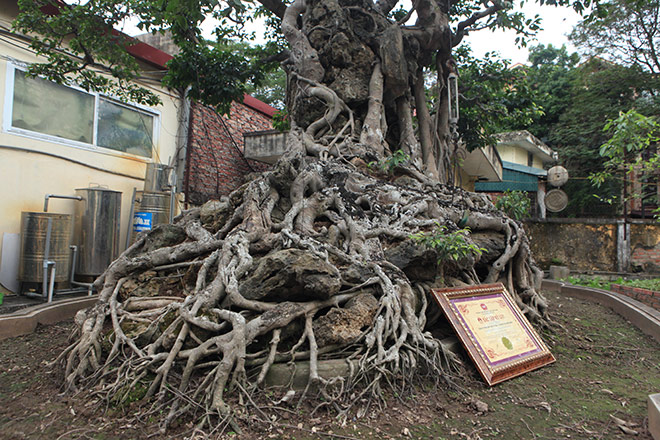 Chiêm ngưỡng sanh cổ trồng chậu có bộ rễ "khủng" nhất Việt Nam - 5