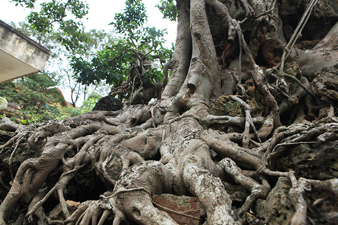Chiêm ngưỡng sanh cổ trồng chậu có bộ rễ "khủng" nhất Việt Nam - 12