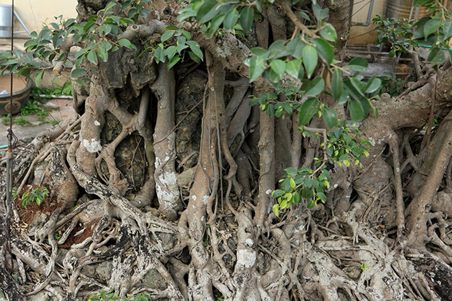 Chiêm ngưỡng sanh cổ trồng chậu có bộ rễ "khủng" nhất Việt Nam - 11
