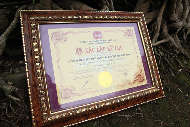 Chiêm ngưỡng sanh cổ trồng chậu có bộ rễ "khủng" nhất Việt Nam - 13