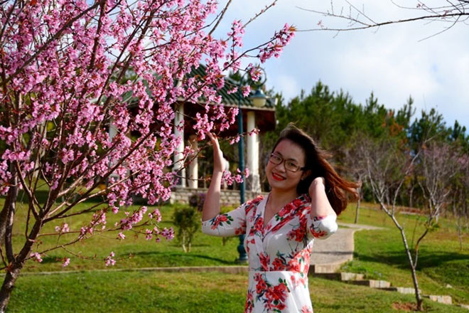 Đà Lạt nhuộm hồng sắc hoa mai anh đào - 6