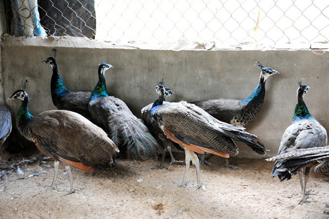 “Đột nhập” trang trại nuôi chim công lớn nhất miền Tây - 1