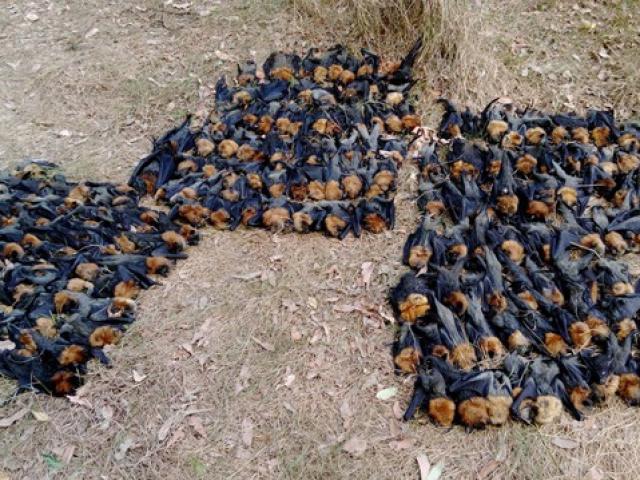 Thế giới - Đổi giới vì… khí hậu