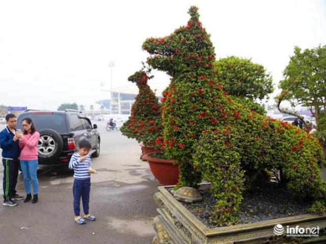 Thị trường - Tiêu dùng - Chó cảnh, tỳ hưu, chim công chơi Tết giá 200 triệu đến gần nửa tỷ đồng/cặp