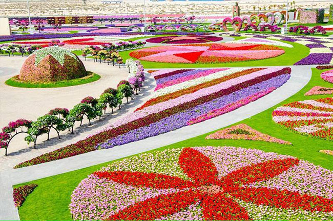 2. Dubai Miracle Garden - Các tiểu vương quốc Ả-rập thống nhất: Khi đến nơi đây bạn có thể bị nhầm là đi lạc vào bộ phim “Alice ở xứ sở thần tiên” bởi cảnh sắc tuyệt đẹp của vườn hoa này.