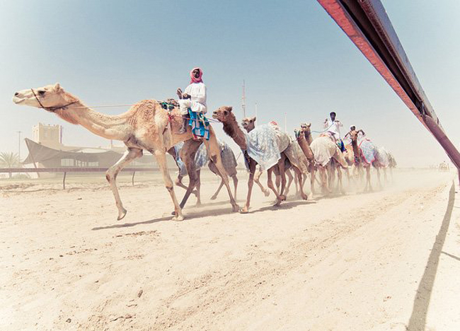 Qatar có nhiều sa mạc nên lạc đà đóng vai trò quan trọng trong cuộc sống của người dân nơi đây.