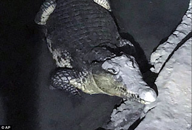 Nga: Cảnh sát khám hầm, phát hiện cá sấu sông Nile khổng lồ - 1