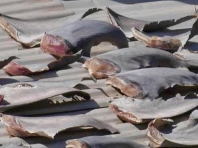 Tin tức trong ngày - Nóng 24h qua: Xác minh vụ vây cá mập phơi trên mái nhà sứ quán Việt Nam ở Chile