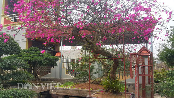 Cây hoa giấy cổ thụ dáng “lão mai” có một không hai ở Nam Định - 1