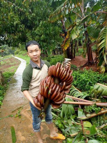 Chị em săn chuối tím đỏ siêu lạ về trưng Tết, có tiền cũng khó mua - 7