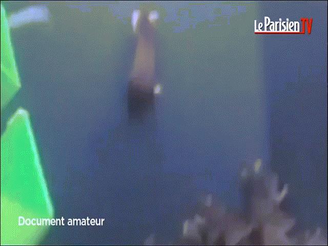 Phi thường - kỳ quặc - Cảnh chuột nhung nhúc ở trung tâm thành phố Paris hoa lệ