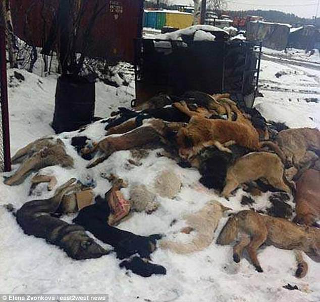 Nga tung biệt đội “tử thần” càn quét 2 triệu chó hoang - 1