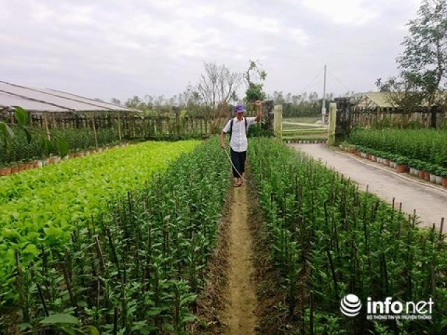 Thị trường - Tiêu dùng - Làng hoa tết nổi tiếng Thừa Thiên Huế nhộn nhịp vào mùa