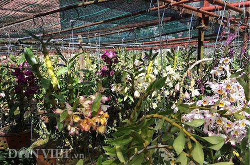 Vườn lan đẹp ngây ngất, "đốn tim" người xem giữa thành phố Đà Lạt - 4