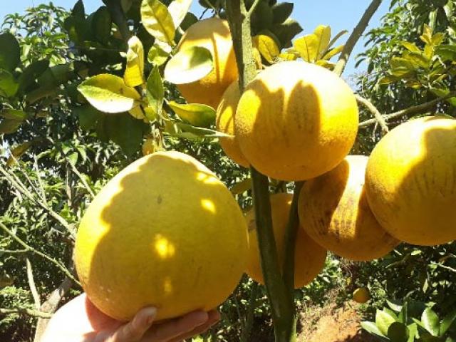 Thị trường - Tiêu dùng - Chăm vườn bưởi Diễn bán Tết, rủng rỉnh tiền tiêu