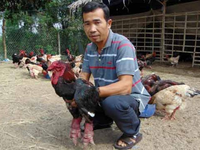 Thị trường - Tiêu dùng - Gần Tết, gà tiến vua Đồng Tháp 400.000 đồng/kg mà vẫn "cháy" hàng