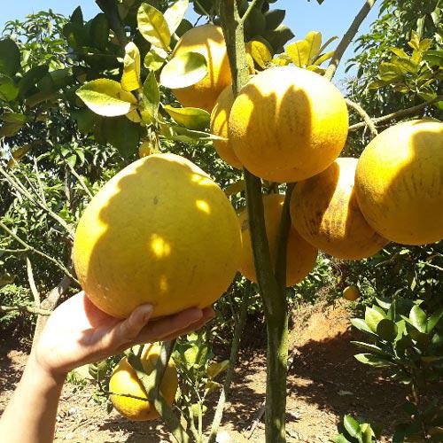 Chăm vườn bưởi Diễn bán Tết, rủng rỉnh tiền tiêu - 2