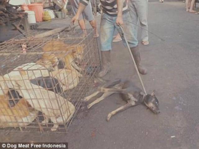 Thế giới - Cảnh chó sầu thảm chờ chết tại chợ thịt chó quy mô ở Indonesia