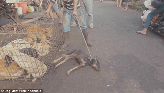 Cảnh chó sầu thảm chờ chết tại chợ thịt chó quy mô ở Indonesia - 1