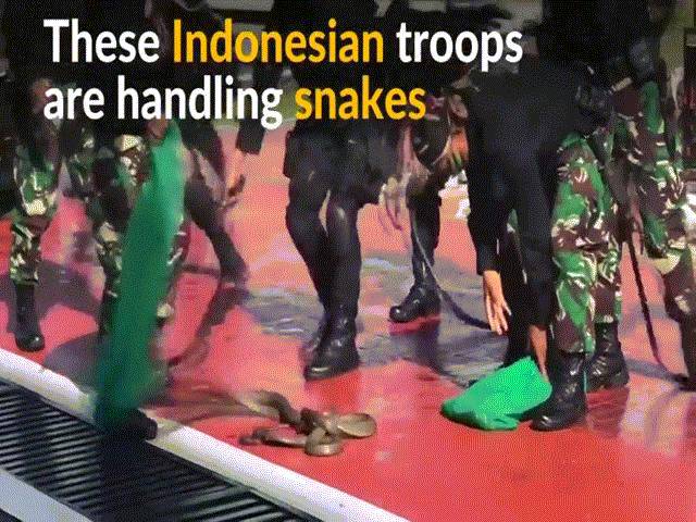 Xem lính Indonesia cắt đầu, uống máu hổ mang trước mặt Bộ trưởng QP Mỹ
