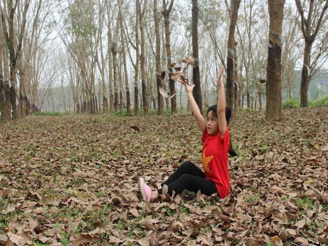 Du lịch - Đẹp ngỡ ngàng rừng cao su mùa thay lá miền giáp biên giới Lào