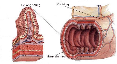 Khắc phục viêm đại tràng nhờ công nghệ độc đáo của người Nhật - 2